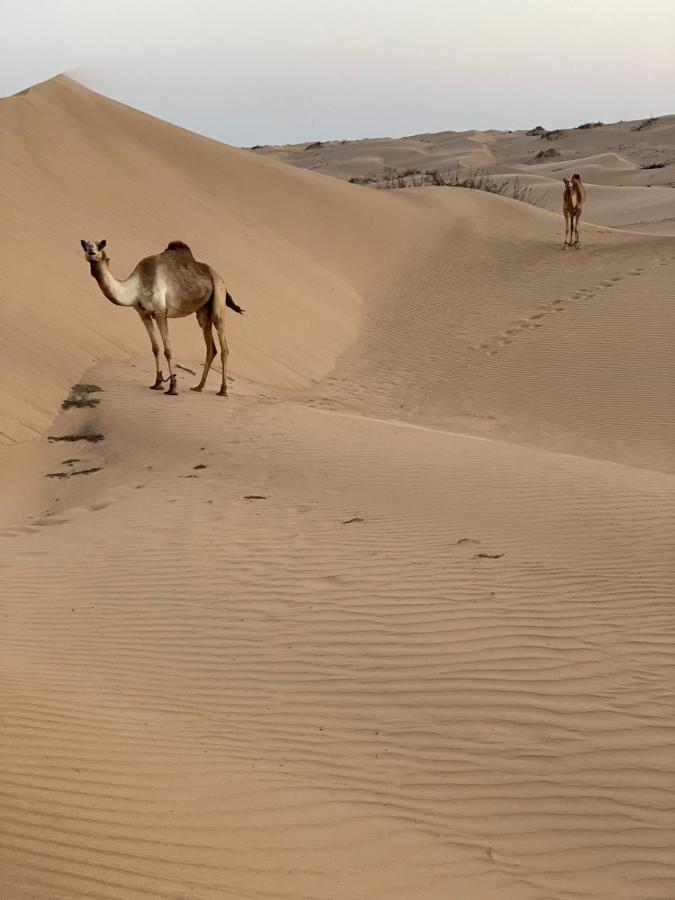 Golden Palm Oasis Hotel Fulayj al Masha'ikh Екстериор снимка